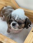 리리디라디독