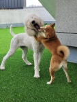 큰댕댕개치원 중대형견 애견호텔&유치원