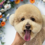 몽대디강아지미용실