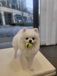 꽃단장애견미용실