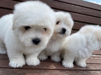 리몽드 퍼피 켄넬