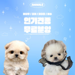 애니멀즈 대전점