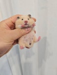 골든햄스터분양 탬펫 본점