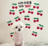 팡앤뭉치 애견미용실