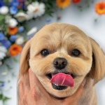 몽대디강아지미용실