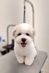 루체펫