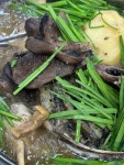 남창생오리