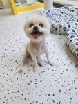 예쁜댕