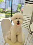 예쁜댕