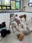 둥실둥실 애견유치원&애견호텔