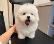 울산강아지분양 퍼피포유