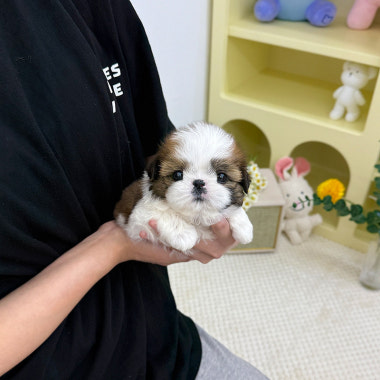 광고 이미지