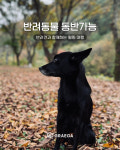 영월한반도캠핑장