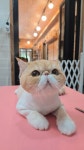 뜰안에냥