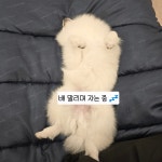 멍스플레이