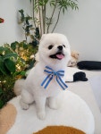내사랑댕댕이