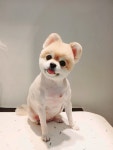 로이애견