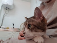묘약고양이미용실