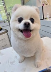 냥이댕이