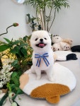 내사랑댕댕이