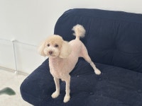 댕 그루밍