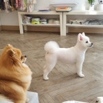 똥콜라펫살롱