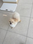 댕 그루밍