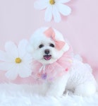 소중하개 펫살롱