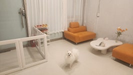 베리독하우스 애견미용 부천점