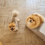 똥콜라펫살롱