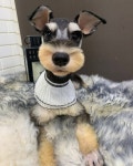 남현댕애견미용
