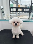 퍼피숑