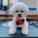 디어마이퍼피