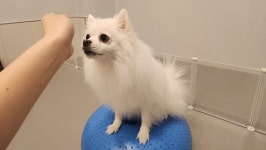 베리독하우스 애견유치원 & 애견호텔 부천점