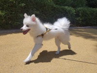 멍그니엘 애견호텔 서울강동점