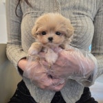 대전 강아지분양 고양이분양 퍼피댕 안심분양소 대전본점