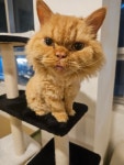 냥꿀냥꿀