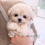 대전 강아지분양 고양이분양 퍼피댕 안심분양소 대전본점