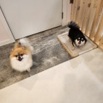 멍그니엘 애견호텔 서울강동점