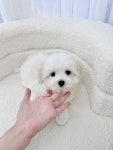 벨슈어퍼피 울산점