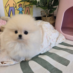 대전 강아지분양 고양이분양 퍼피댕 안심분양소 대전본점