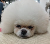 둥이네