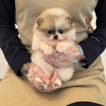 대전 강아지분양 고양이분양 퍼피댕 안심분양소 대전본점