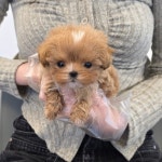 대전 강아지분양 고양이분양 퍼피댕 안심분양소 대전본점