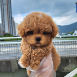 대전 강아지분양 고양이분양 퍼피댕 안심분양소 대전본점