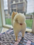 강아지미용실_편안