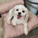 멍그니엘 애견호텔 서울강동점