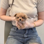 대전 강아지분양 고양이분양 퍼피댕 안심분양소 대전본점