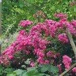 은하수 관광농원