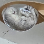 냥꿀냥꿀